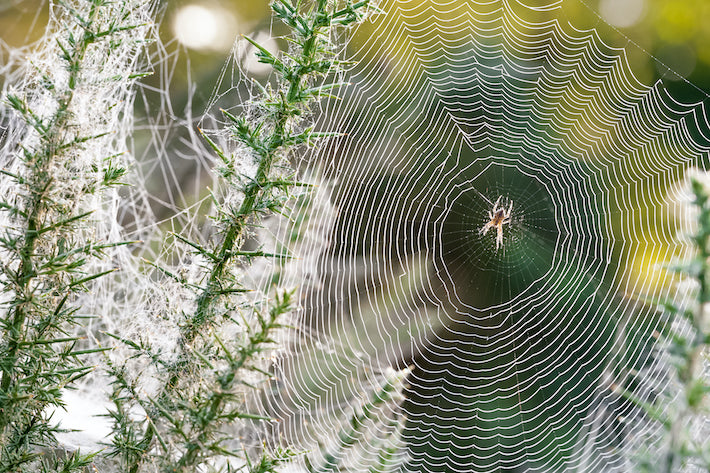 Spiderweb Pattern